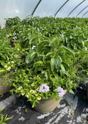 Mixed Planter 22 Neptune