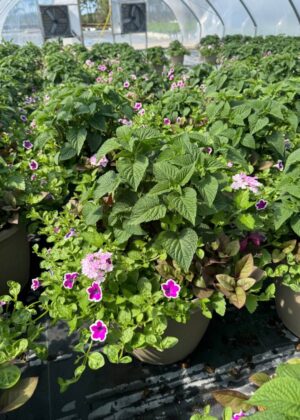 Mixed Planter 24 All the Time