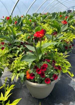Mixed Planter 27 Against the Sun