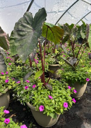 Mixed Planter 30 Mayan Paradise