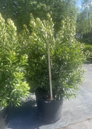 Myrica cerifera 15gal
