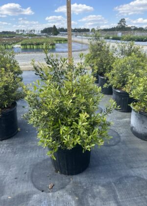Myrica pusilla