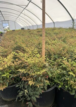 Nandina Gulf Stream 3gal