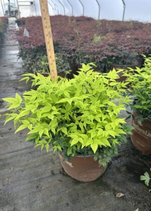 Nandina Lemon Lime 3gal