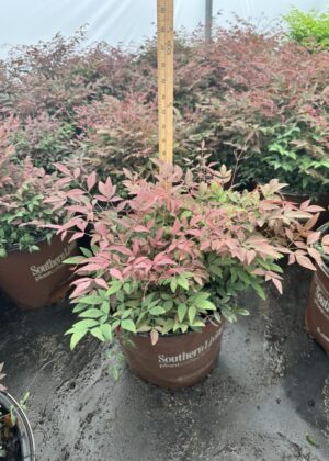 Nandina Obsession 3gal