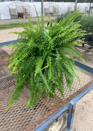 Nephrolepis Boston fern 10inch basket
