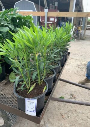 Nerium Calypso 3gal