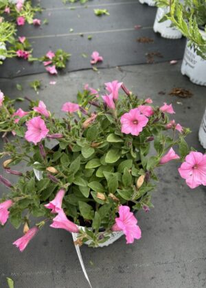 Petunia Supertunia Bubblegum 1gal