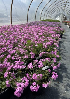 Phlox Spring Splash Pink