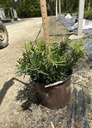 Podocarpus Roman Candles 3gal