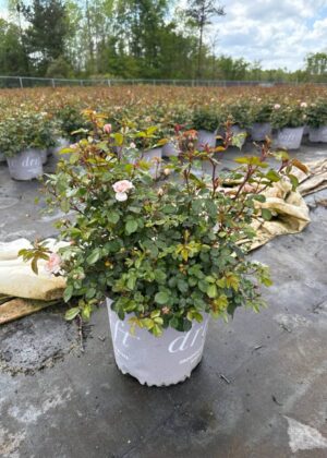Rosa Apricot Drift