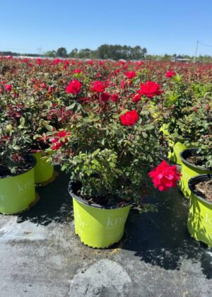 Rosa Db Red Knock Out 3gal
