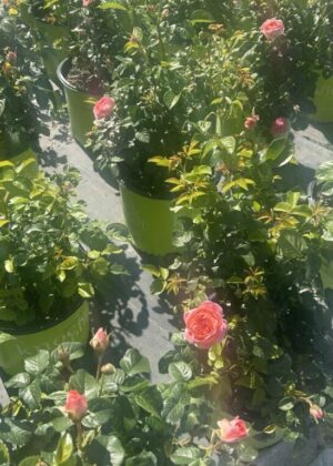 Rosa Orange Glow Knock Out 3gal