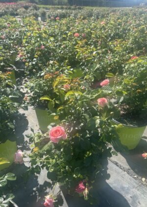 Rosa Orange Glow Knock Out 3gal 2
