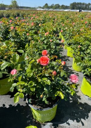 Rosa Orange Glow Knock Out 3gal 3