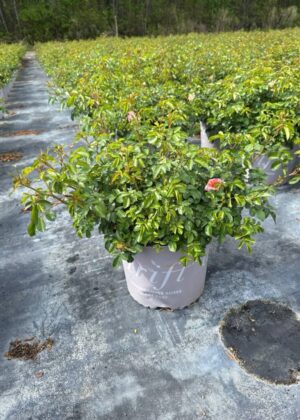 Rosa Peach Drift 3gal