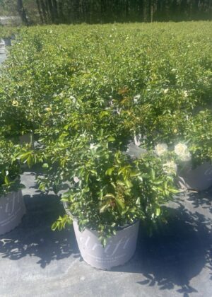 Rosa Popcorn Drift 3gal