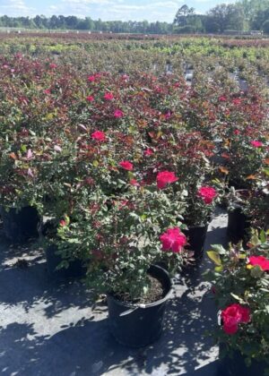 Rosa Radrazz - Single Red Knock Out 3gal