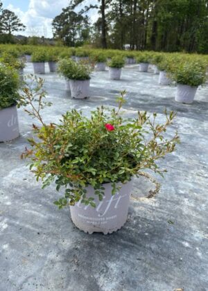 Rosa Red Drift 3gal