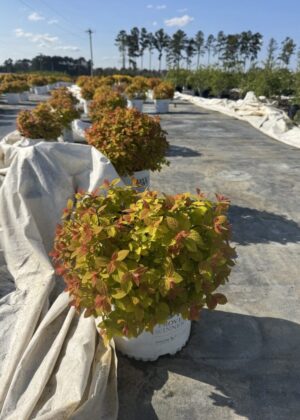 Spiraea Db Play Big Bang 3gal