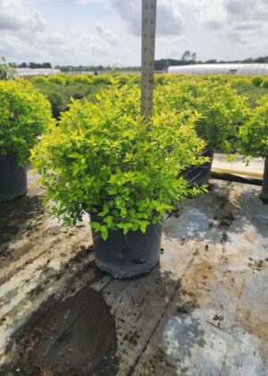 Spiraea Gold Mound 3gal