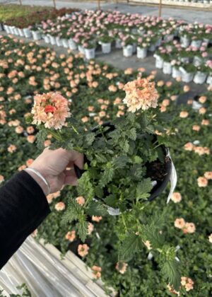 Verbena Superbena Peachy Keen 1gal