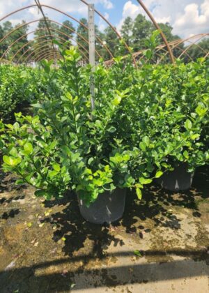 Euonymus kia. 'Manhattan' (7GA) Euonymus kia. 'Manhattan' (7GA)