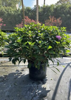 Hydrangea Endless Summer® BloomStruck (7GA) Hydrangea Endless Summer® BloomStruck (7GA)