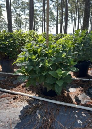 Hydrangea mac. 'Nikko Blue' (7GA) Hydrangea mac. 'Nikko Blue' (7GA)