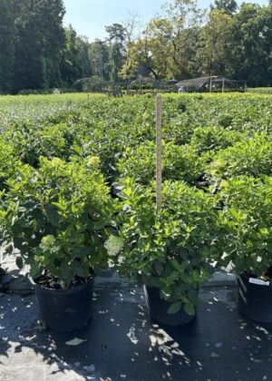 Hydrangea pan. 'Limelight' (7GA) Hydrangea pan. 'Limelight' (7GA)