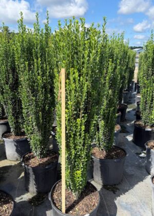 Ilex cre. 'Sky Pencil' (7GA)
