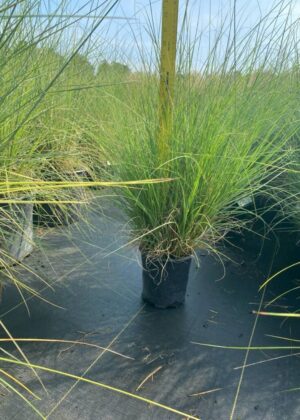 Miscanthus sin. 'Adagio' (1GA)
