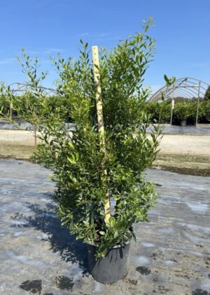 Myrica cerifera (3GA)