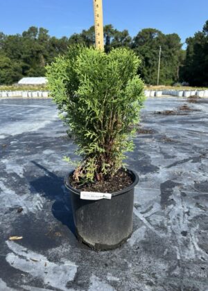 Thuja ‘Little Giant’ 3GA Thuja ‘Little Giant’ 3GA