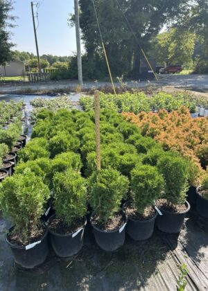 Thuja ‘Little Giant’ 3GA_2 Thuja ‘Little Giant’ 3GA_2