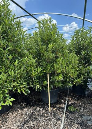Viburnum awa. 'Chindo' (25GA) Viburnum awa. 'Chindo' (25GA)